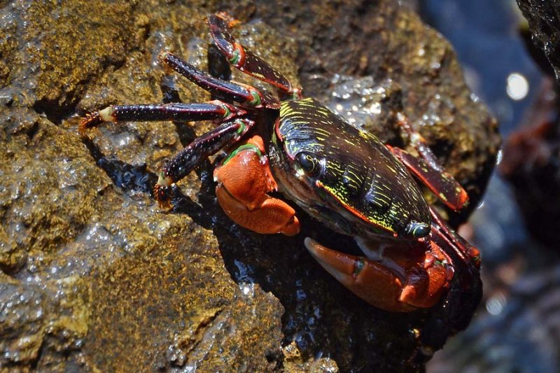 Striped Shore Crab