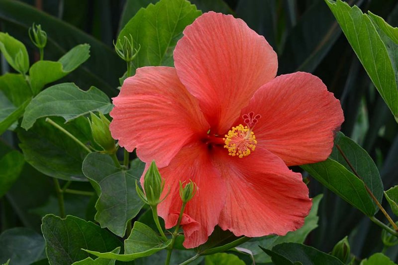 Salmon Hibiscus