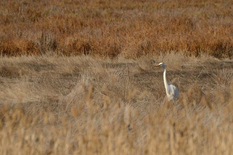 Great Egret