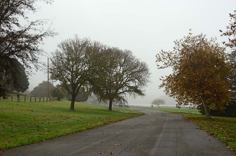 Winter Fog