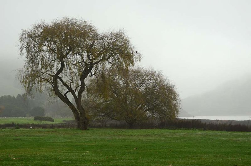 Tall & Short Trees with a Hawk