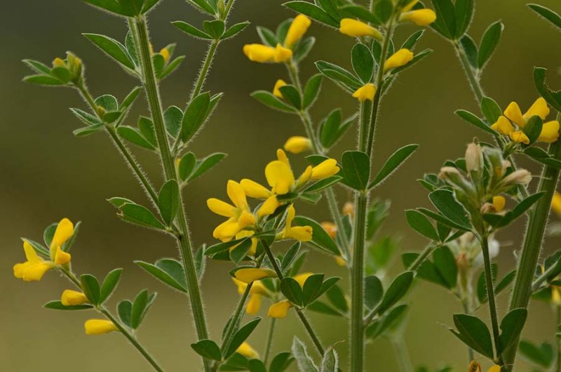 Scotch Broom