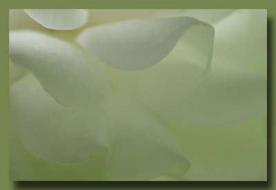Abstract Petals - Soft Green
