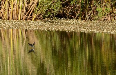 Violet Green Swallow at Pond
