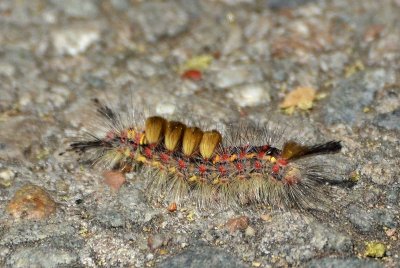 Tussock Moth Caterpillar