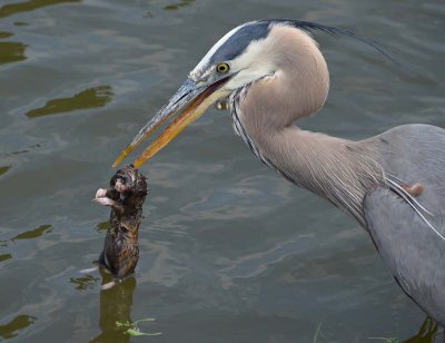 Heron and Gopher Teeth