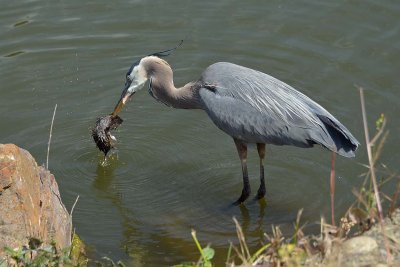 Washing Off His Lunch