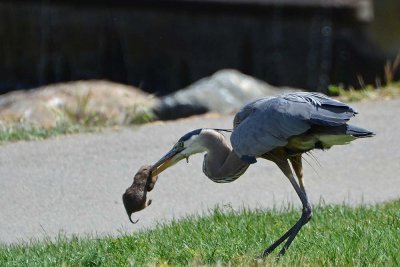 Great Blue Heron with Huge Gopher