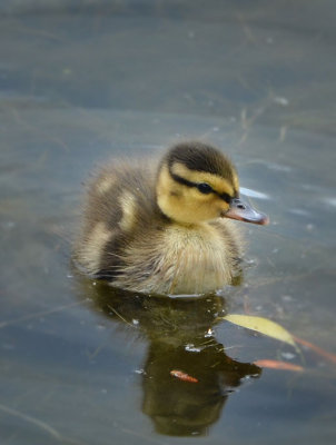 Floating Duckling