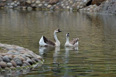 Two Chinese Geese
