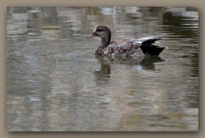 Gadwall