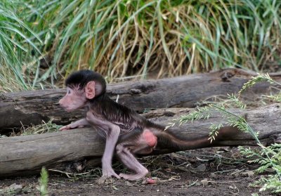 Tiny Baby Baboon