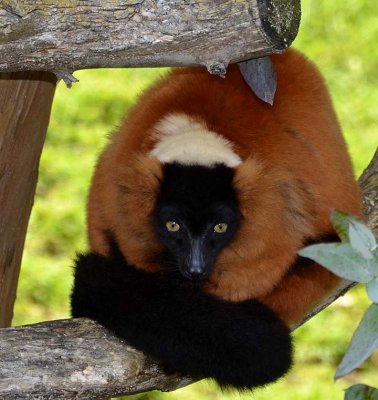 Red-Ruffed Lemur