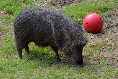 Chacoan Peccary