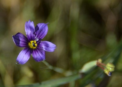 Blue-eyed Grass