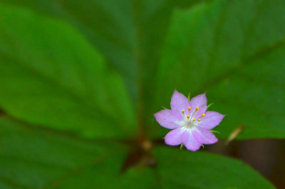 Western Starflower