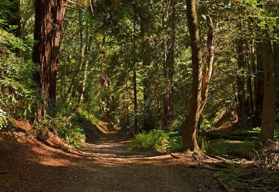 Trail In the Redwoods