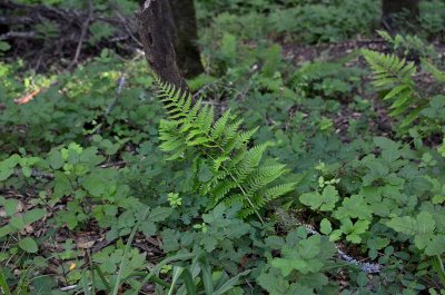 Green Fern