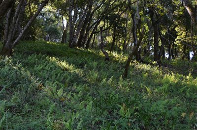 Hillside of Fern