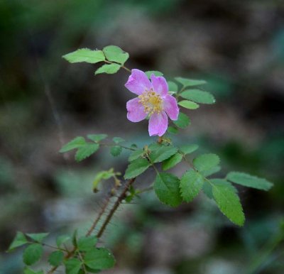 Wild Rose