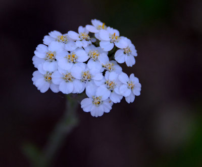 Yarrow