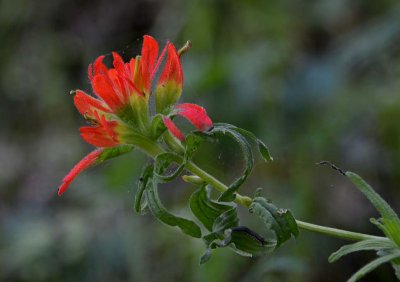 Paintbrush and Caterpillar