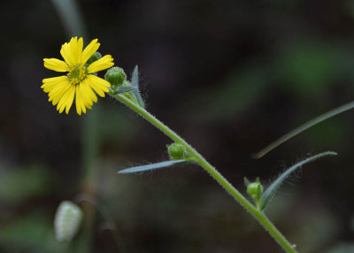 Common Madia