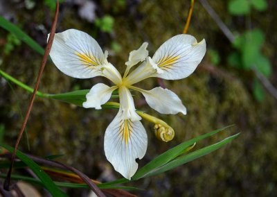 Iris with a Curl