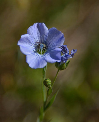 Blue Flax