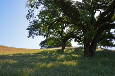 Backlit Trees