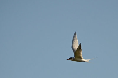 Forster's Tern in the Blue