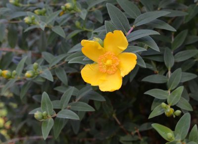 Yellow Rockrose