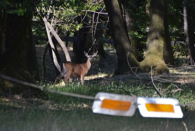 Deer Near Creekbed