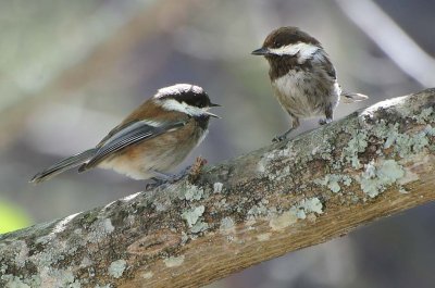 Parent and Fledgling