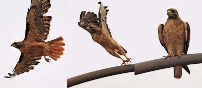 Red-tailed Hawk Tryptych