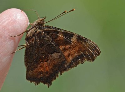 Butter Finger - Or Butterfly Kisses