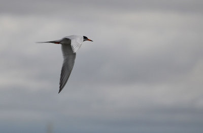 Tern Against Grey Sky