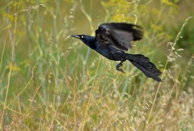 Fly Away Grackle