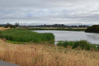 6/26/13: Grass Reeds at 1st Pond