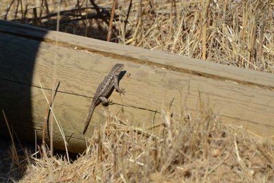 Lizard On Log