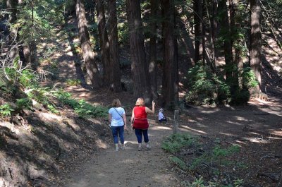 Into the Redwoods