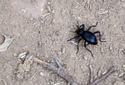 Stinkbug