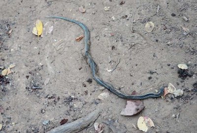 Dead Garter Snake