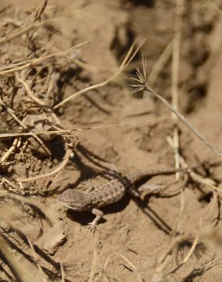 Baby Lizard