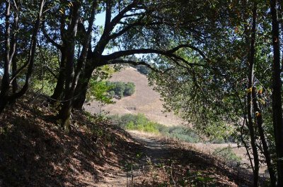 Path Under the Tree