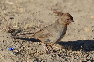 Towhee and Blue Pin