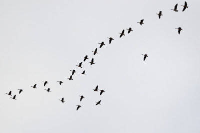 Flight of the Canada Geese