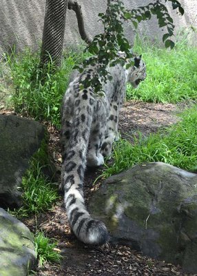 Snow Leopard's Huge Tail