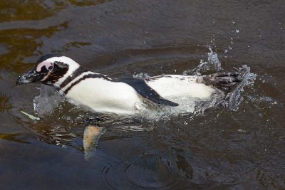 Penguin Splash & Swim