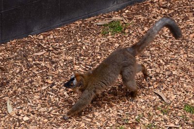 New Red-fronted Brown Lemur
